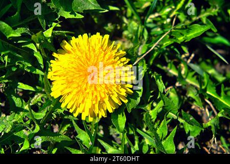 Un'immagine ravvicinata di un vibrante fiore di tarassolo giallo che fiorisce in un campo di lussureggiante erba verde. Un grande e bellissimo fiore di tarassolo. Un flusso giallo Foto Stock