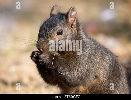 Splendido scoiattolo nero (Sciurus carolinensis) che si nutre di semi di qualche tipo mentre si allena sulle sue zampe posteriori nel nord del Minnesota negli Stati Uniti Foto Stock