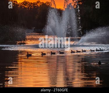 Una zattera di anatre al tramonto scivola attraverso St. James's Park Lake a Londra. Foto Stock