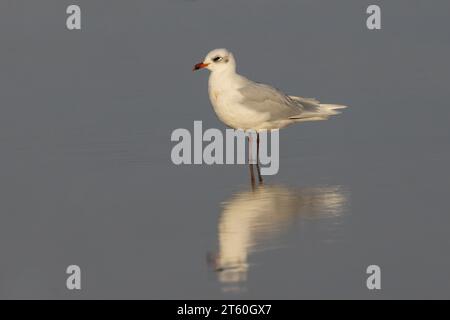 Gabbiano mediterraneo (Larus melanocephalus) - secondo piumaggio invernale - in piedi in acque poco profonde, Godrevy, Cornovaglia, Regno Unito Foto Stock