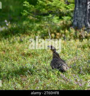 Tierfotografie im Wald Auerhuhn Tetrao urogallus, fotografiert AM 19. Agosto 2023 a Dalarna/Schweden. Köpmannebro Dalarna Schweden  JK14378 *** Fotografia della fauna selvatica nella foresta Capercaillie Tetrao urogallus , fotografata il 19 agosto 2023 a Dalarna Svezia Köpmannebro Dalarna Svezia JK14378 Foto Stock