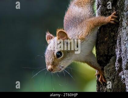 Primo piano di uno scoiattolo rosso (Sciurus vulgaris) che abbraccia un albero nella Chippewa National Forest, Minnesota settentrionale USA Foto Stock