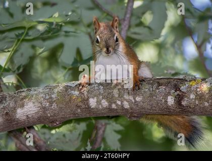 Splendido scoiattolo rosso (Sciurus vulgaris) aggrappato all'arto della Chippewa National Forest, Minnesota settentrionale USA Foto Stock