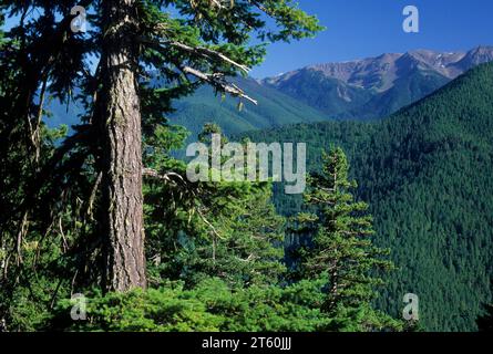 Vista dall uragano Hill Road, il Parco Nazionale di Olympic, Washington Foto Stock