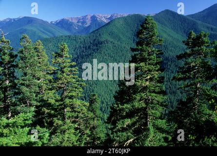 Vista dall uragano Hill Road, il Parco Nazionale di Olympic, Washington Foto Stock