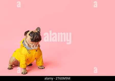 Grazioso bulldog francese in impermeabile su sfondo rosa Foto Stock