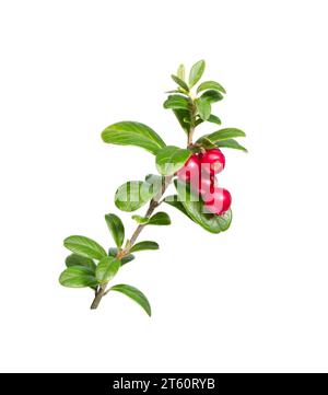 Mirtilli rossi con foglie. Lingonberries. Ravviva le vacche forestali isolate su bianco. Foto Stock