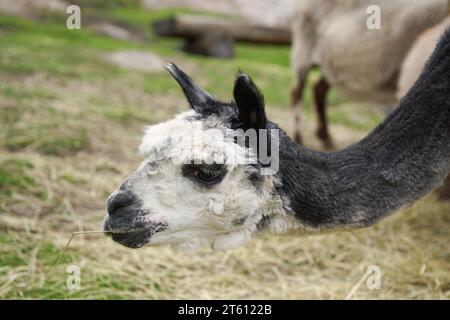 Alpaca nel Parco degli Orsi di Flå, Norvegia Foto Stock
