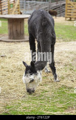 Alpaca nel Parco degli Orsi di Flå, Norvegia Foto Stock