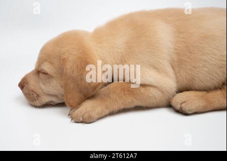 Profilo del cucciolo di labrador addormentato isolato su sfondo bianco dello studio Foto Stock