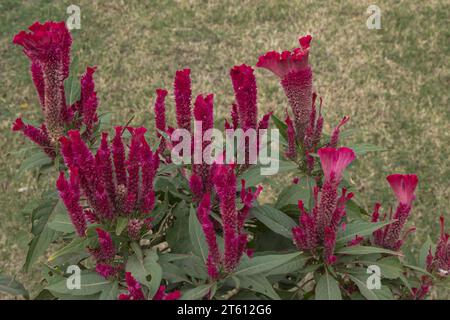 Strani e unici fiori color cersa in un giardino indiano noto come Cockscomb Celosia russa Foto Stock