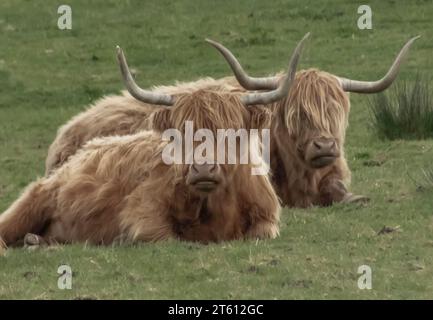 Due mucche di montagna con grandi corna che giacciono in un campo Foto Stock