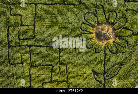 Vista aerea, labirinto di mais Terhardt e parco divertimenti, girasole nel campo, Lippramsdorf, Haltern am SEE, area della Ruhr Münsterland, Renania settentrionale-Westfali Foto Stock