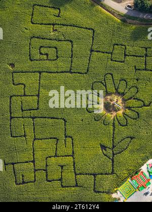 Vista aerea, labirinto di mais Terhardt e parco divertimenti, girasole nel campo, Lippramsdorf, Haltern am SEE, area della Ruhr Münsterland, Renania settentrionale-Westfali Foto Stock