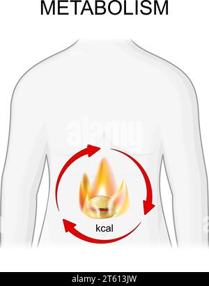 Metabolismo. Gestione delle calorie bruciate e del peso. Fiamma con frecce che ruotano sul corpo umano. Illustrazione vettoriale Illustrazione Vettoriale