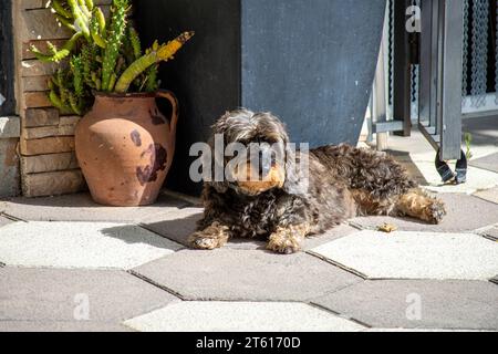 Cane steso di fronte alla porta della casa Foto Stock