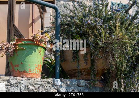 Rosmarino fiorito e altre piante in vaso su un muro di pietra nel borgo medievale di Borgio Verezzi, Savona, Liguria, Italia Foto Stock