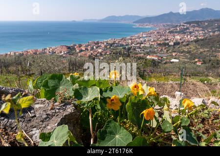 Vista della Riviera Italiana di Ponente con piante fiorite di nasturtium (Tropaeolum) in primo piano, Borgio Verezzi, Savona, Liguria, Italia Foto Stock