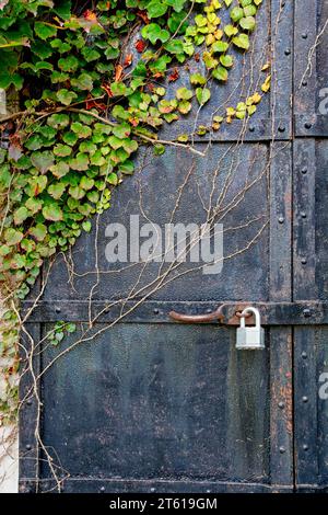 Chiudere la porta di ferro nera dietro le vigne nel colore autunnale Foto Stock