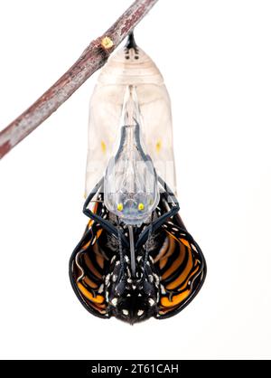 Macro di una farfalla monarchica (danaus plexippus) che emerge dalla sua crisalis. Su sfondo bianco. Foto Stock