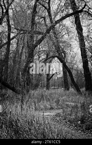 B&W Inglewood Bird Sanctuary Calgary Alberta Foto Stock