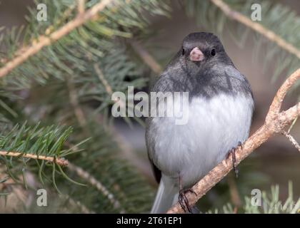 Splendido Junco dagli occhi scuri (Junco hyemalis) arroccato tra i boschi di abete bianco del Minnesota nella Chippewa National Forest, Minnesota settentrionale USA Foto Stock