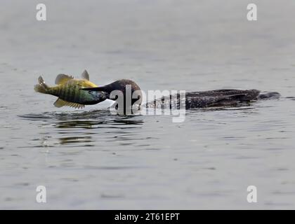 Loon comune adulto Loon comune (Gavia immer) che taglia su un pesce persico Bluegill su un lago del Minnesota settentrionale a metà estate nella Chippewa National Forest Foto Stock