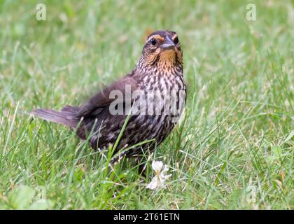 Femmina di uccelli neri alati rossi (Agelaius phoeniceus) che si nutrono nell'erba verde della Chippewa National Forest, Minnesota settentrionale, USA Foto Stock