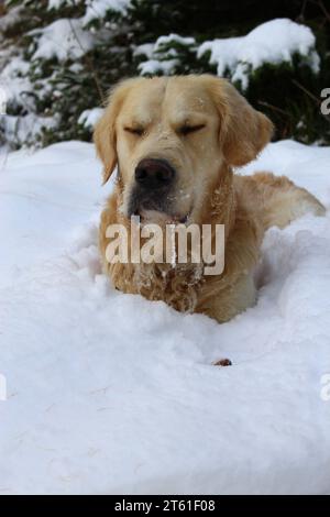 Scontroso Golden retriever nella neve con la sbavatura che si ghiaccia dalla bocca. Simpatici animali domestici sulla neve. Pensiero profondo o concetto di meditazione all'aperto Foto Stock