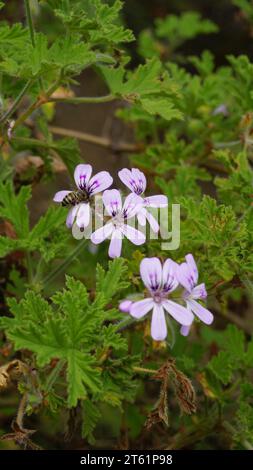 Primo piano della testa di fiore di Pelargonium Graveolens, noto anche come pelargonium profumato di rosa, Citronella, Cola, Sweet, Rose profumato Geranium, ecc. Foto Stock