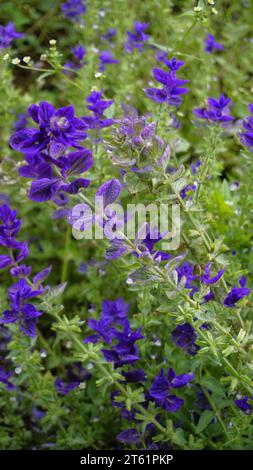 Salvia viridis conosciuta come Wild clary, Annual clary, Barbablù, Verde, Giuseppe, dipinto, salvia di Clary con foglie verdi sul letto di fiori in un giardino. Foto Stock