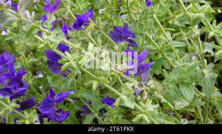 Salvia viridis conosciuta come Wild clary, Annual clary, Barbablù, Verde, Giuseppe, dipinto, salvia di Clary con foglie verdi sul letto di fiori in un giardino. Foto Stock