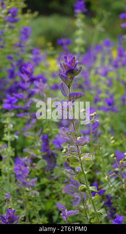 Salvia viridis conosciuta come Wild clary, Annual clary, Barbablù, Verde, Giuseppe, dipinto, salvia di Clary con foglie verdi sul letto di fiori in un giardino. Foto Stock