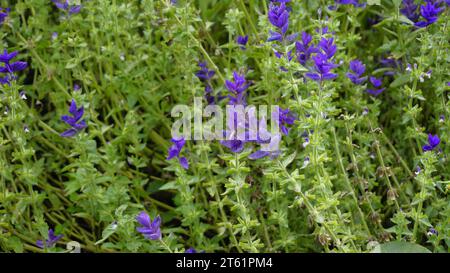 Salvia viridis conosciuta come Wild clary, Annual clary, Barbablù, Verde, Giuseppe, dipinto, salvia di Clary con foglie verdi sul letto di fiori in un giardino. Foto Stock