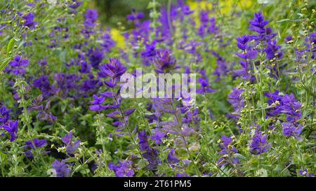 Salvia viridis conosciuta come Wild clary, Annual clary, Barbablù, Verde, Giuseppe, dipinto, salvia di Clary con foglie verdi sul letto di fiori in un giardino. Foto Stock