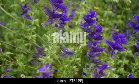 Salvia viridis conosciuta come Wild clary, Annual clary, Barbablù, Verde, Giuseppe, dipinto, salvia di Clary con foglie verdi sul letto di fiori in un giardino. Foto Stock