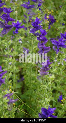 Salvia viridis conosciuta come Wild clary, Annual clary, Barbablù, Verde, Giuseppe, dipinto, salvia di Clary con foglie verdi sul letto di fiori in un giardino. Foto Stock