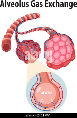 Illustrazione dell'anatomia del sistema respiratorio umano e dello scambio di gas nell'educazione scientifica Illustrazione Vettoriale