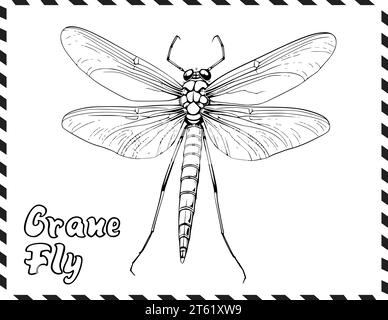 Pagina da colorare Crane Fly per bambini Illustrazione Vettoriale