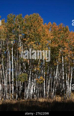 Un gruppo di pini ponderosa diventa giallo in autunno con il variare delle stagioni Foto Stock