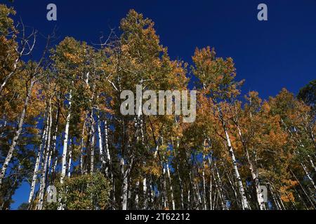 Un gruppo di pini ponderosa diventa giallo in autunno con il variare delle stagioni Foto Stock