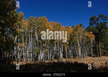 Un gruppo di pini ponderosa diventa giallo in autunno con il variare delle stagioni Foto Stock