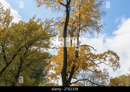 vista dal basso su luminosi alberi autunnali con cielo blu nuvoloso Foto Stock