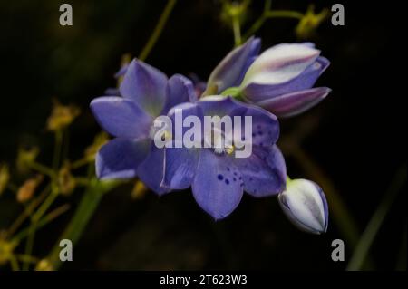 Fuori viene il sole - e fuori vengono le orchidee del Sole. Queste sono orchidee Sun (o punteggiate) (Thelymitra Ixioides) alla riserva di flora di Hochkins Ridge. Foto Stock