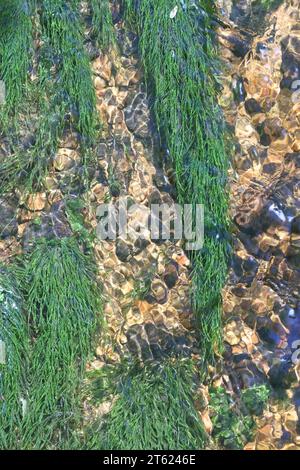 Fontinalis dalecarlica, comunemente noto come muschio di fontana, muschio di ruscello o muschio d'acqua Foto Stock