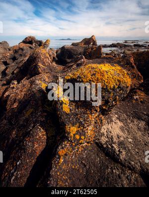 Lichene giallo su rocce vicino all'oceano a Broughton Island nel New South Wales Foto Stock