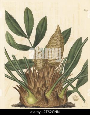 Palma di cartone o Giamaica sago, Zamia furfuracea. In pericolo. Zamia a foglie larghe. Allevato da Philip Miller dai semi inviati dal botanico scozzese William Houston da Old vera Cruz, America. Incisione su copperplate a mano di Weddell dopo un'illustrazione botanica di un artista sconosciuto del Curtis's Botanical Magazine, a cura di John Sims, Londra, 1818. Foto Stock