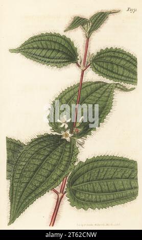 Soapbush, clidemia o la maledizione di Koster, Miconia crenata. Clidemia hirta. Nativo della Giamaica, inviato da Barr e Brookes del Northampton Nursery, Islington. Grande melastoma blu-fruttato, Melastoma hirta. Incisione su copperplate a mano dopo un'illustrazione botanica di un artista sconosciuto del Curtis's Botanical Magazine, a cura di John Sims, Londra, 1818. Foto Stock