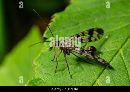 Primo piano su uno scorpionfly tedesco , Panorpa germanica seduta su una foglia verde. Foto Stock