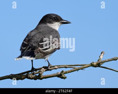 Eastern Kingbird seduto su un Tree Branch Foto Stock